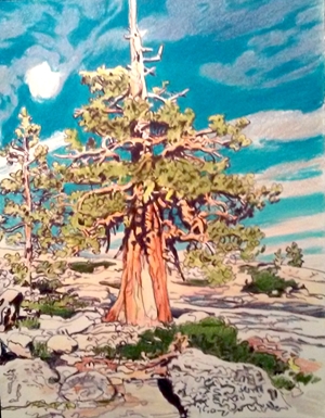 Yosemite Bristlecone Pine